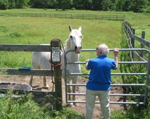 Dad with the horse